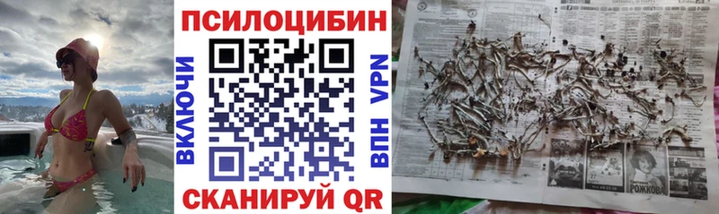 Галлюциногенные грибы Psilocybine cubensis Купить Пласт